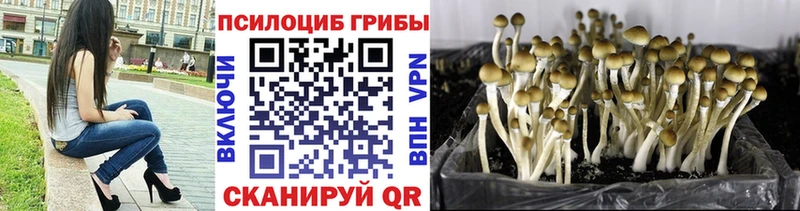 Купить  Светлый  Псилоцибиновые грибы Cubensis 